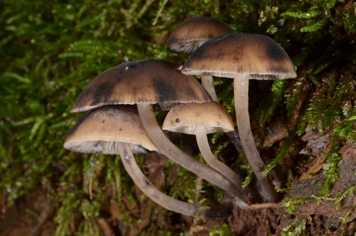 Hydropus atramentosus