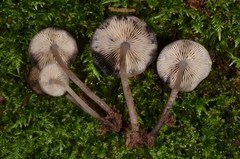 Hydropus atramentosus