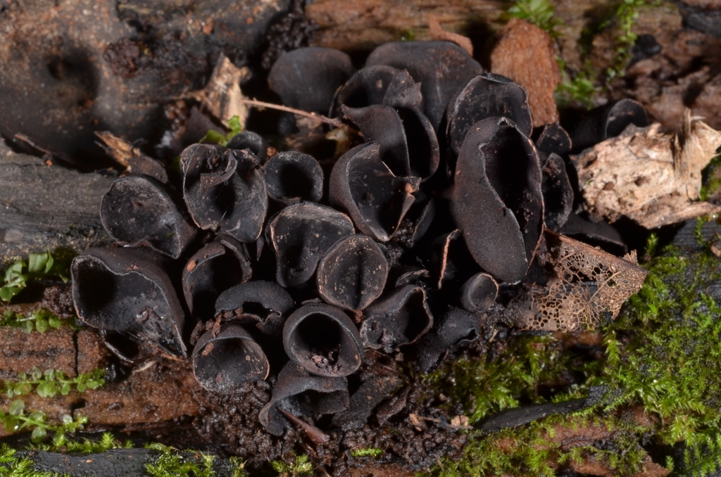 Cordierites