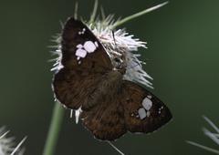 Pseudocoladenia dan fatih