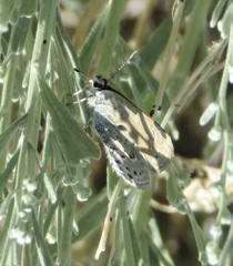 Satyrium behrii
