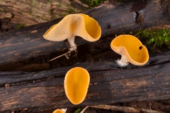 Sarcoscypha korfiana