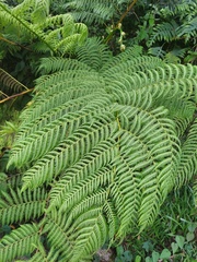 Cyathea dryopteroides