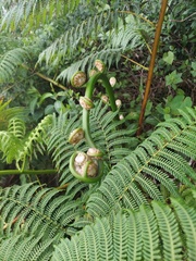 Cyathea dryopteroides