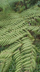 Cyathea dryopteroides
