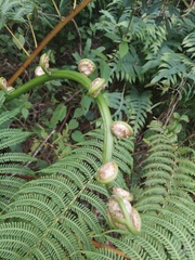 Cyathea dryopteroides