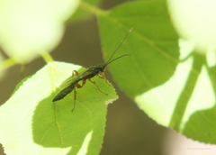 Odontocolon ochropus