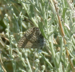 Satyrium behrii