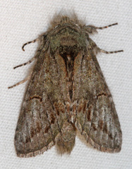 Cecrita lunata