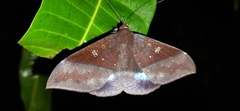 Ischyja hemiphaea