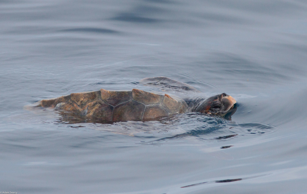 Loggerhead turtle resting at the ocean surface