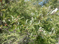 Quercus sinuata breviloba