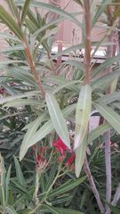 Nerium oleander