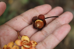 Ternstroemia maltbya