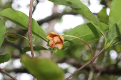 Ternstroemia maltbya
