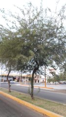 Prosopis chilensis
