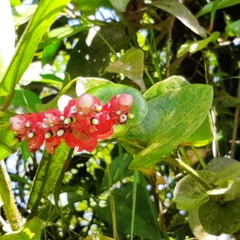 Cavendishia complectens