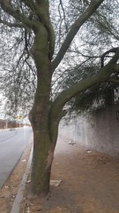 Parkinsonia