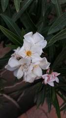 Nerium oleander