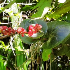 Cavendishia complectens