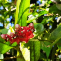 Cavendishia complectens