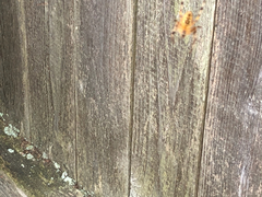 Araneus diadematus