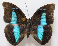 Archaeoprepona demophon centralis
