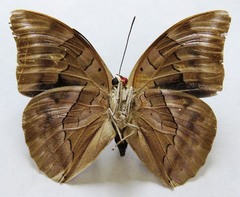 Archaeoprepona demophon centralis