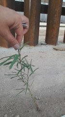 Prosopis chilensis
