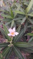 Nerium oleander