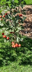 Crataegus ambigua