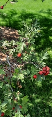Crataegus ambigua