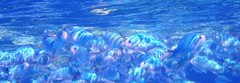 Chromis atripectoralis