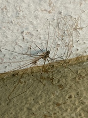Holocnemus pluchei
