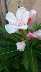 Nerium oleander