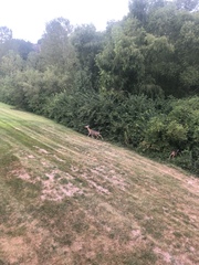 Odocoileus virginianus macrourus