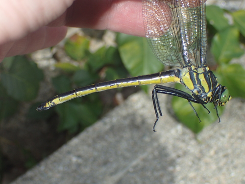 Photo of Dragonhunter (Hagenius brevistylus)