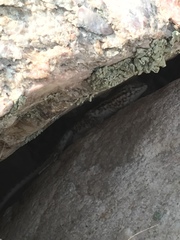 Uta stansburiana stansburiana
