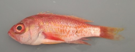 Dageraad-dwergbaars (Pronotogrammus eos) — Serranidae