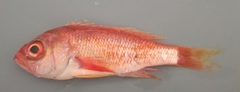 Baldwinella eos