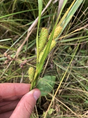 Carex frankii