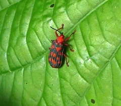 Sceloenopla maculata