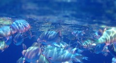 Chromis atripectoralis