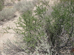 Tetracoccus fasciculatus
