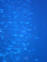 Chromis atripectoralis