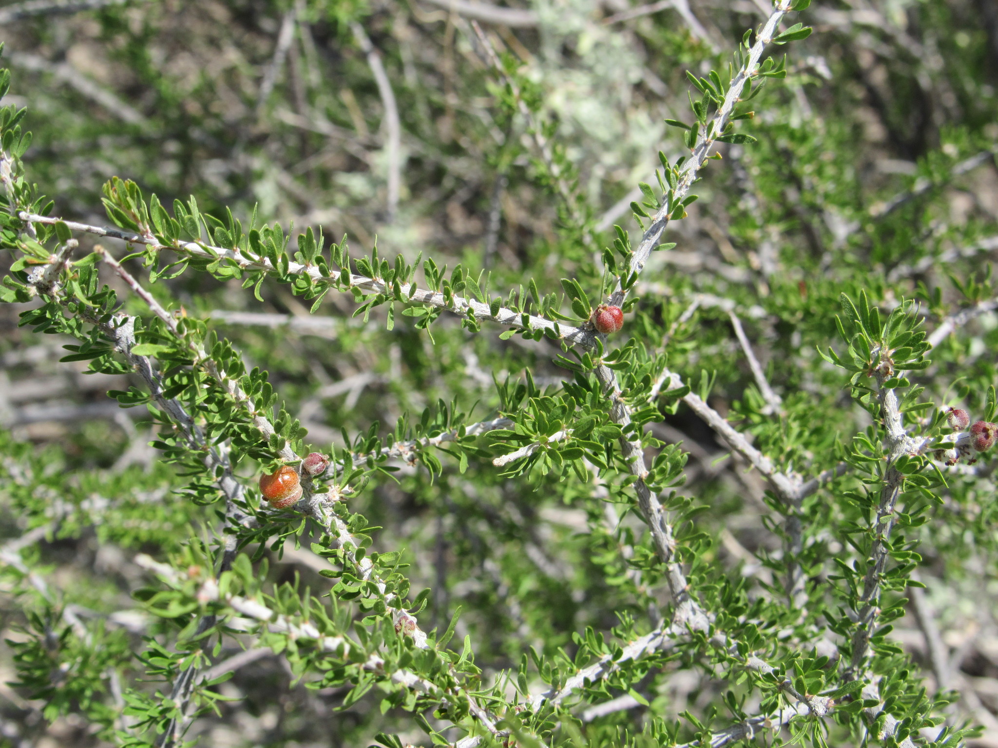 Tetracoccus fasciculatus