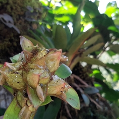 Werauhia notata