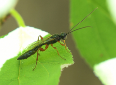 Odontocolon ochropus