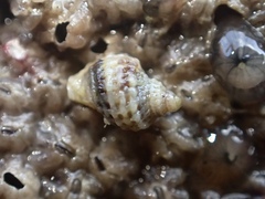 Ocinebrina
