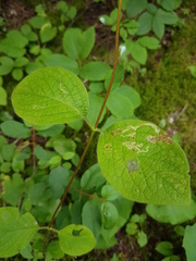 Lonicera hirsuta